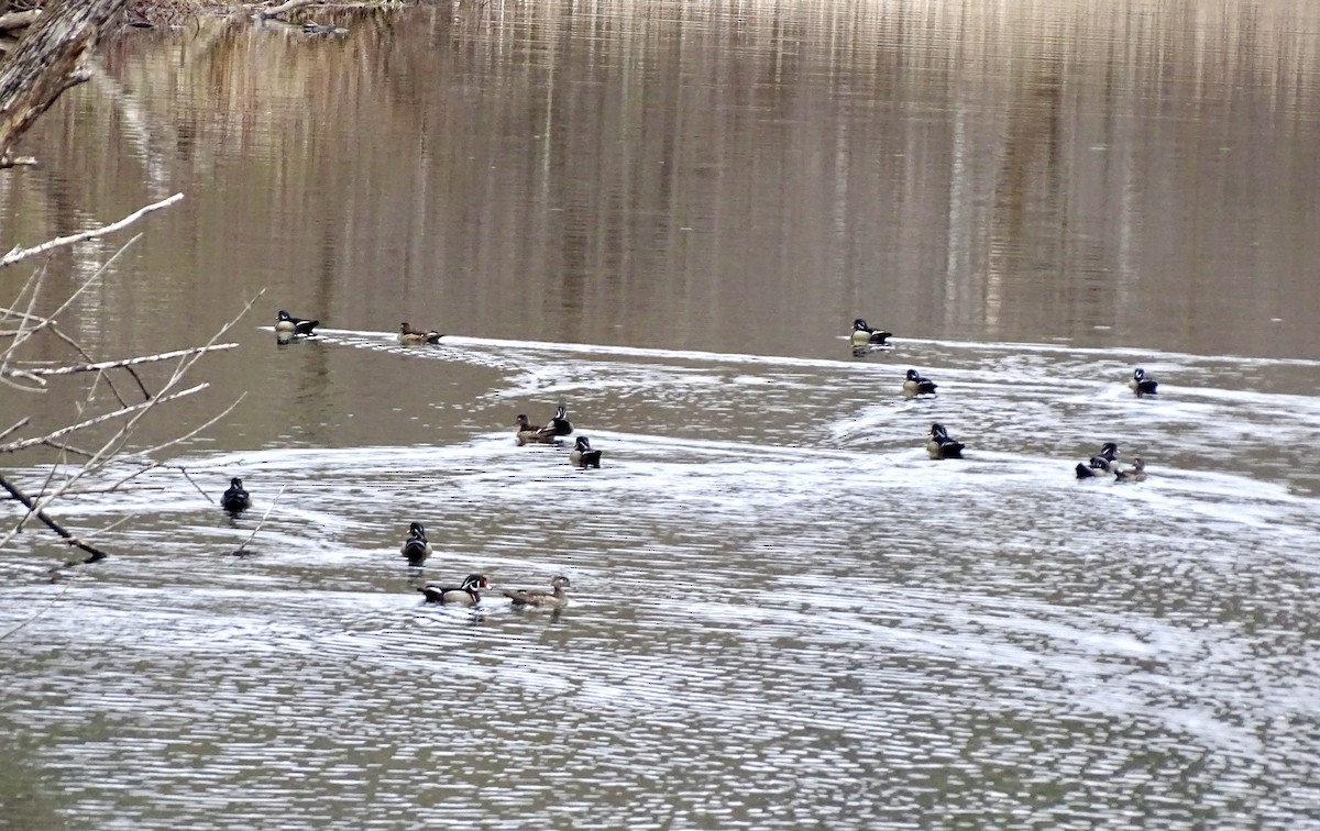 Wood Duck - ML617874157