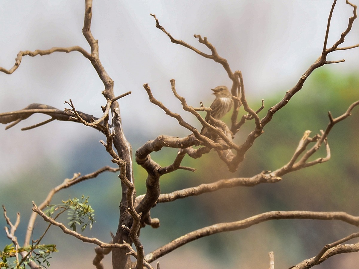 Vermilion Flycatcher - ML617874170