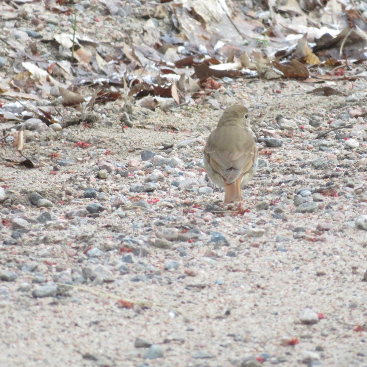 Hermit Thrush - ML617874174