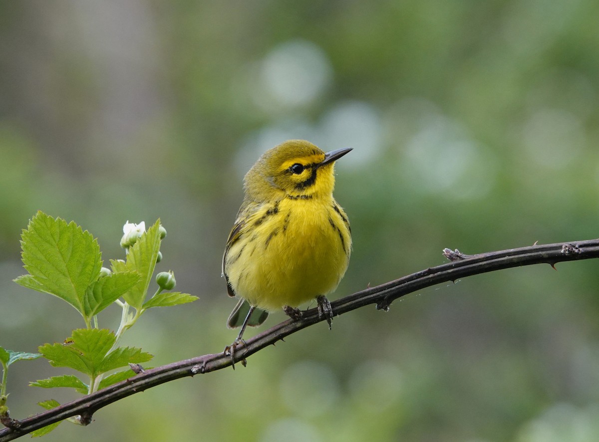 Prairie Warbler - ML617874175