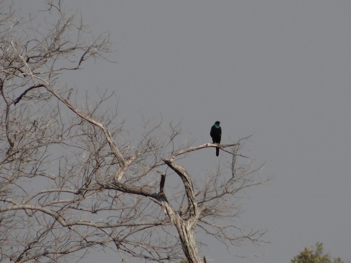 Burchell's Starling - ML617874176