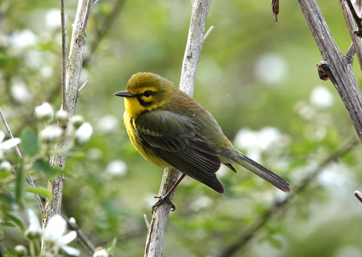 Prairie Warbler - ML617874180
