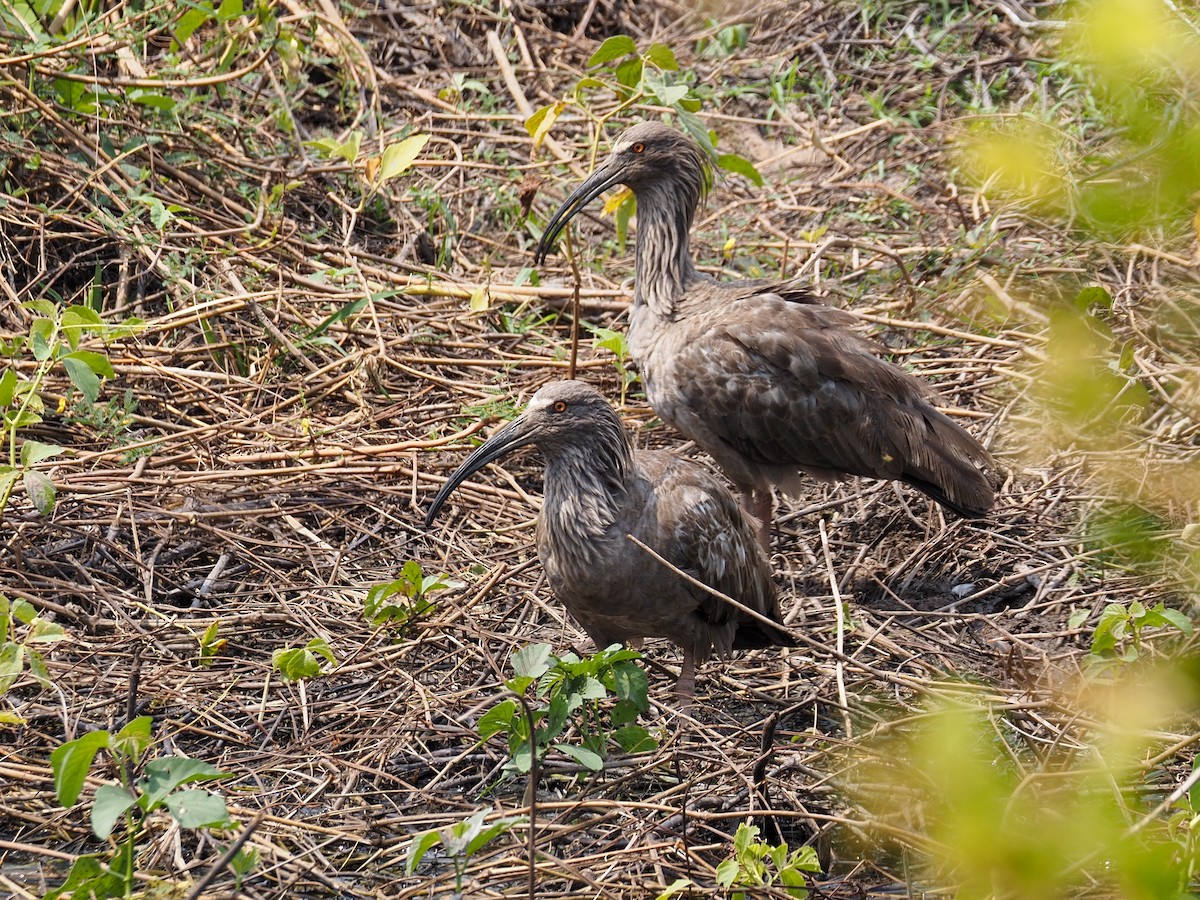 Plumbeous Ibis - Anonymous