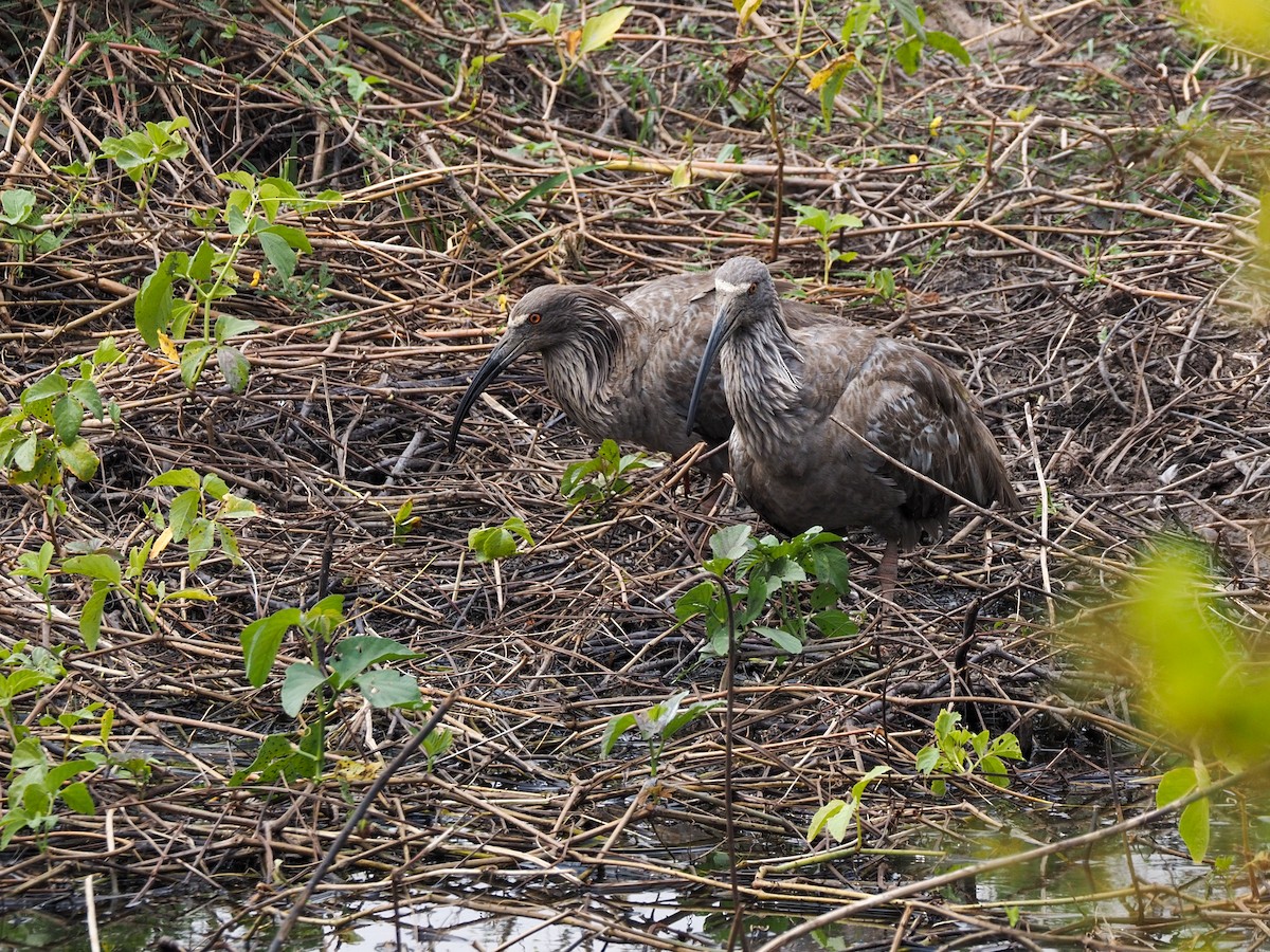 Plumbeous Ibis - Anonymous