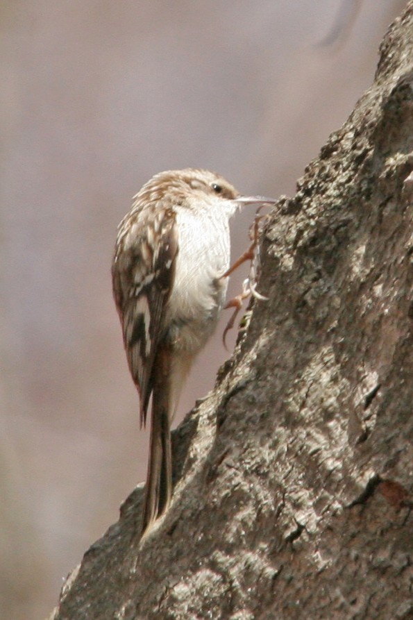 Brown Creeper - ML617874218