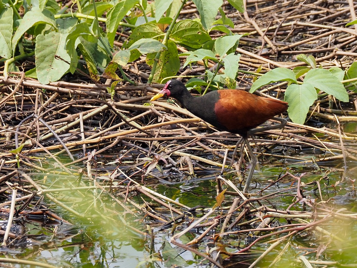 Wattled Jacana - ML617874223