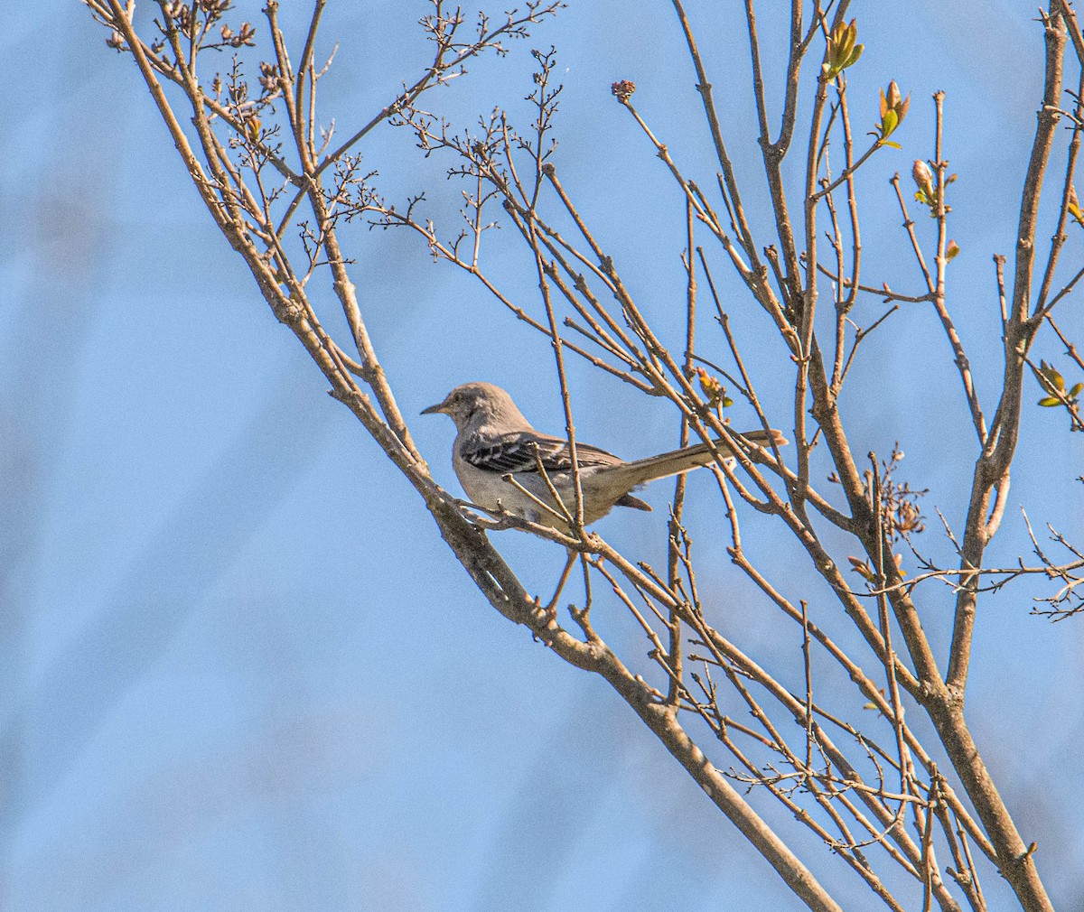 Northern Mockingbird - ML617874232