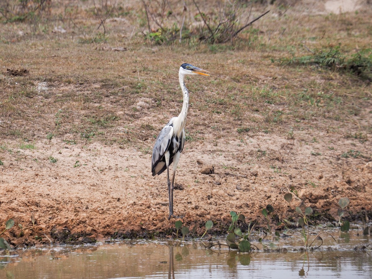 Cocoi Heron - ML617874235