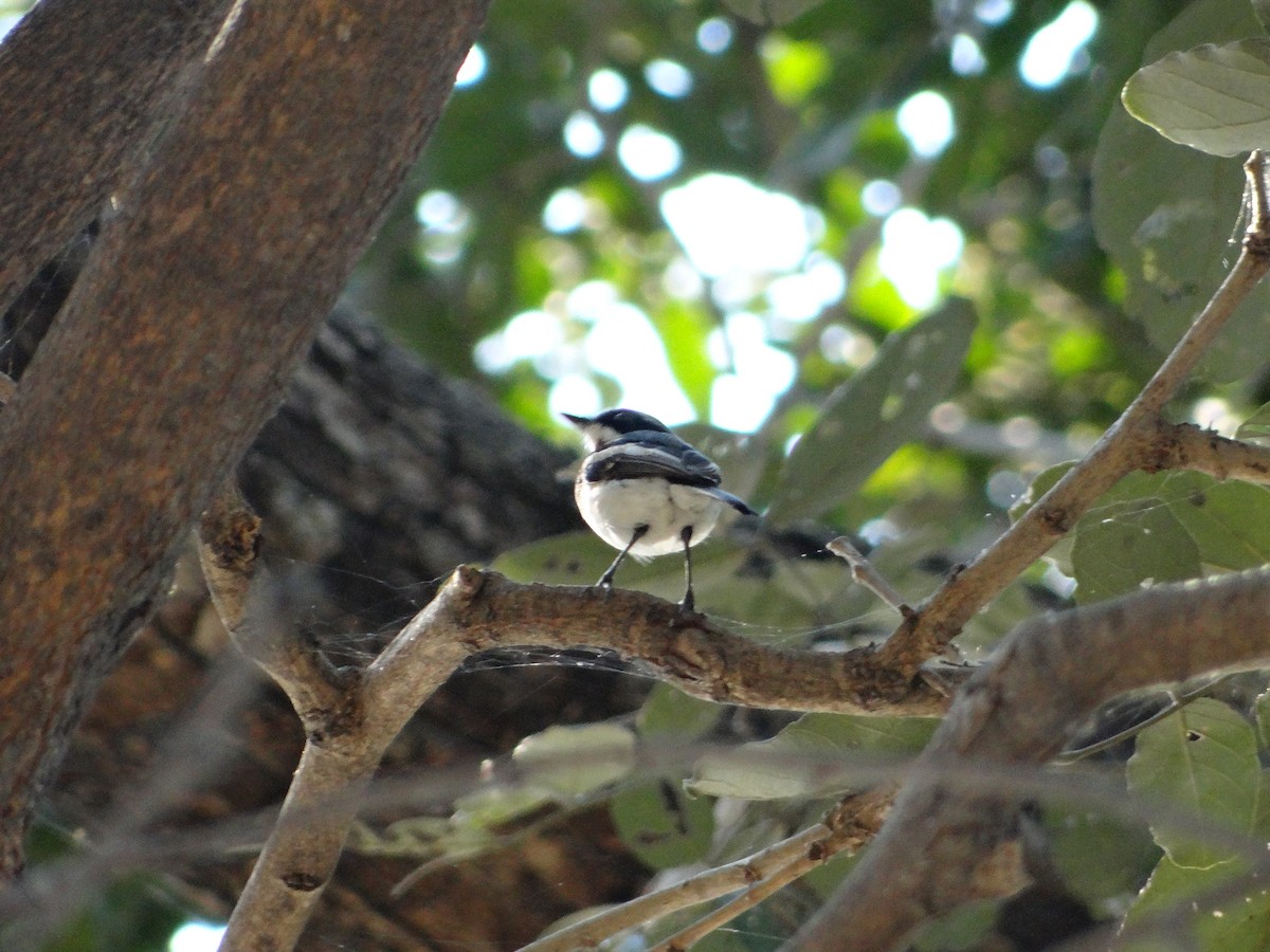 Chinspot Batis - ML617874243