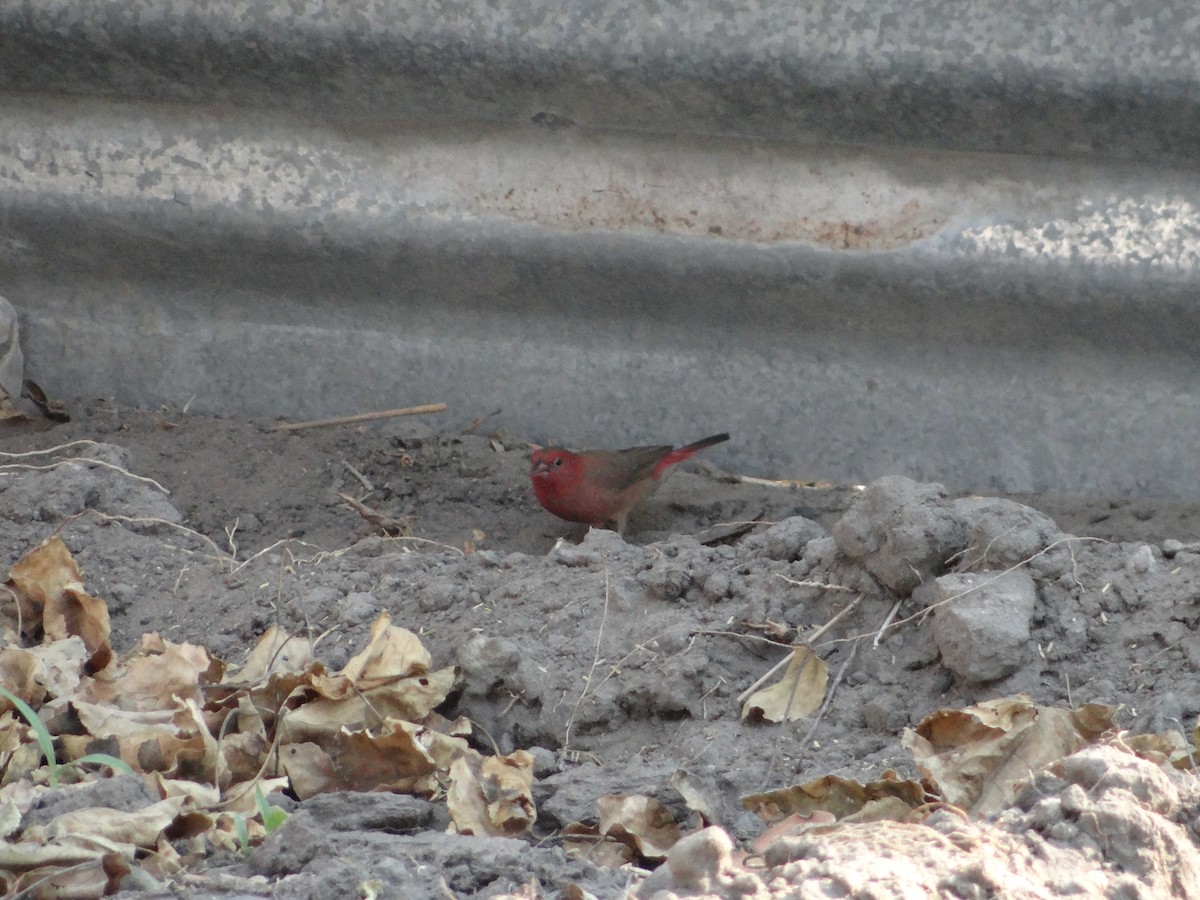 Red-billed Firefinch - ML617874256