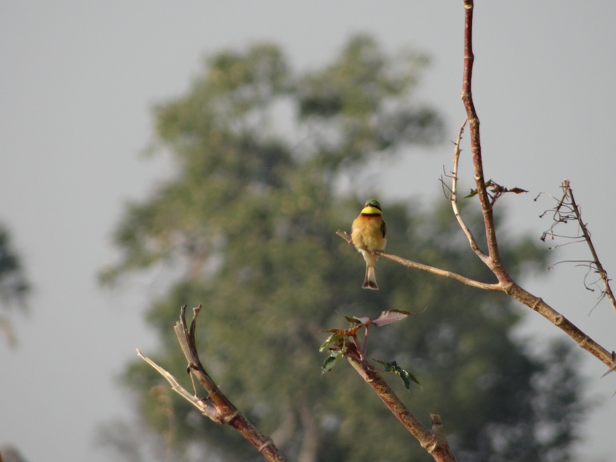 Little Bee-eater - ML617874262