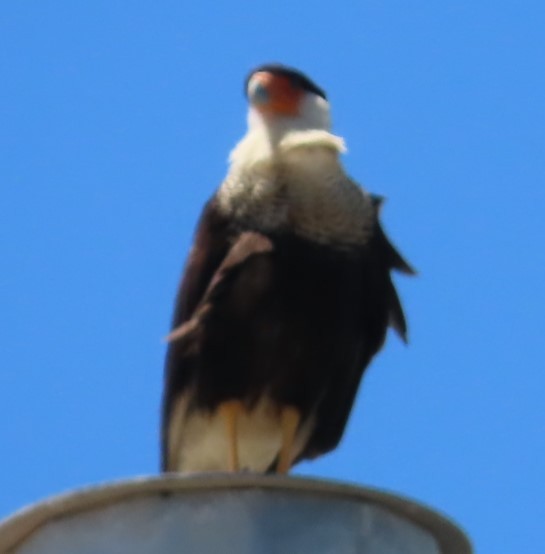 Crested Caracara - David English