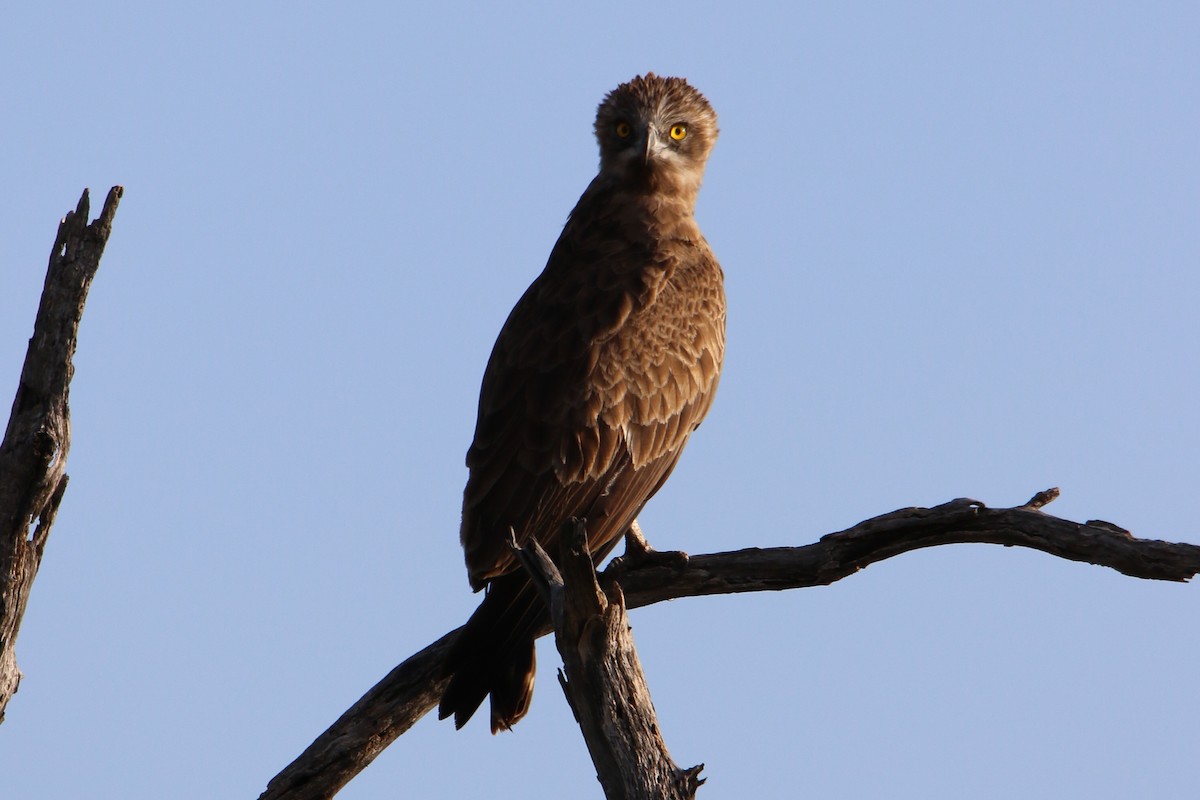 Brown Snake-Eagle - ML617874340