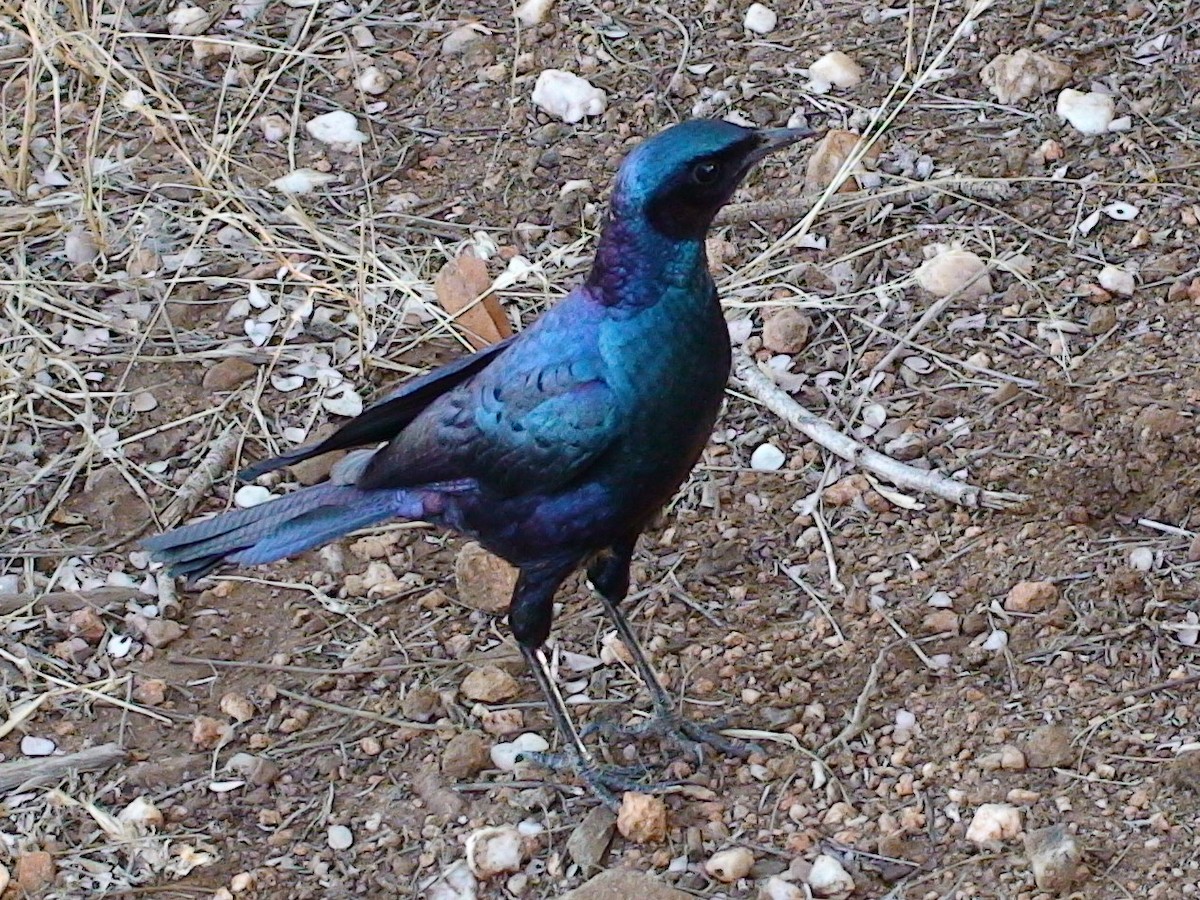 Burchell's Starling - ML617874360