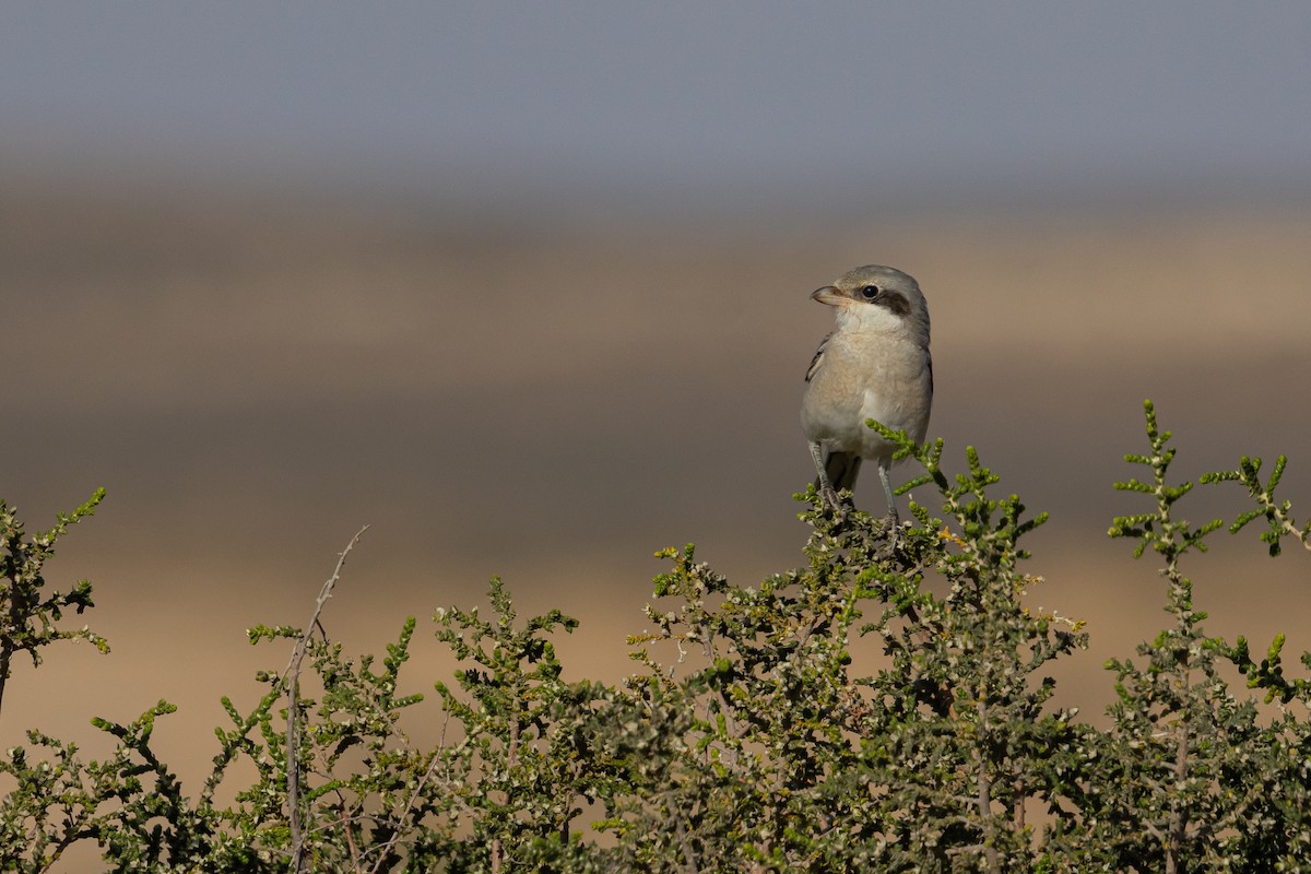 Great Gray Shrike - ML617874399