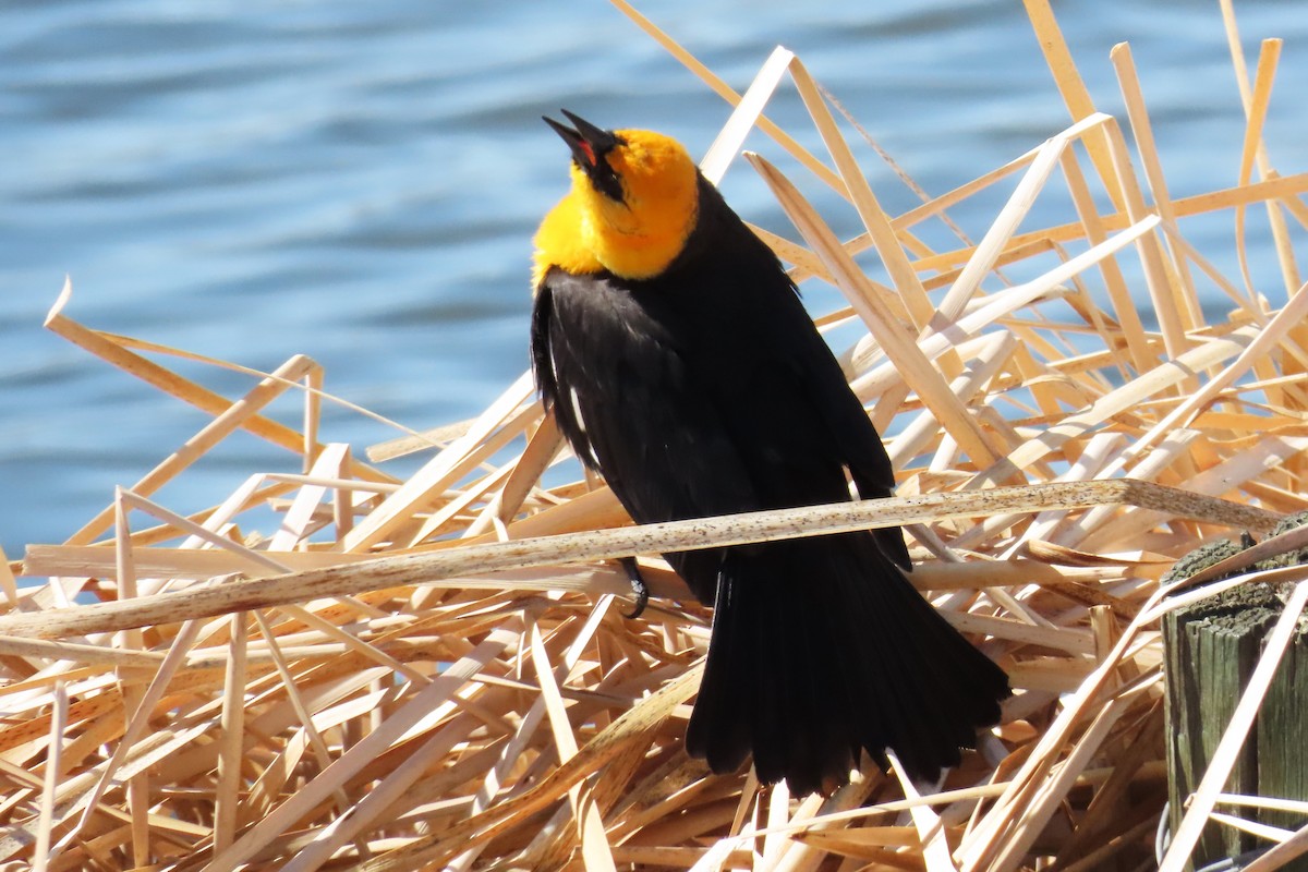 Yellow-headed Blackbird - ML617874450