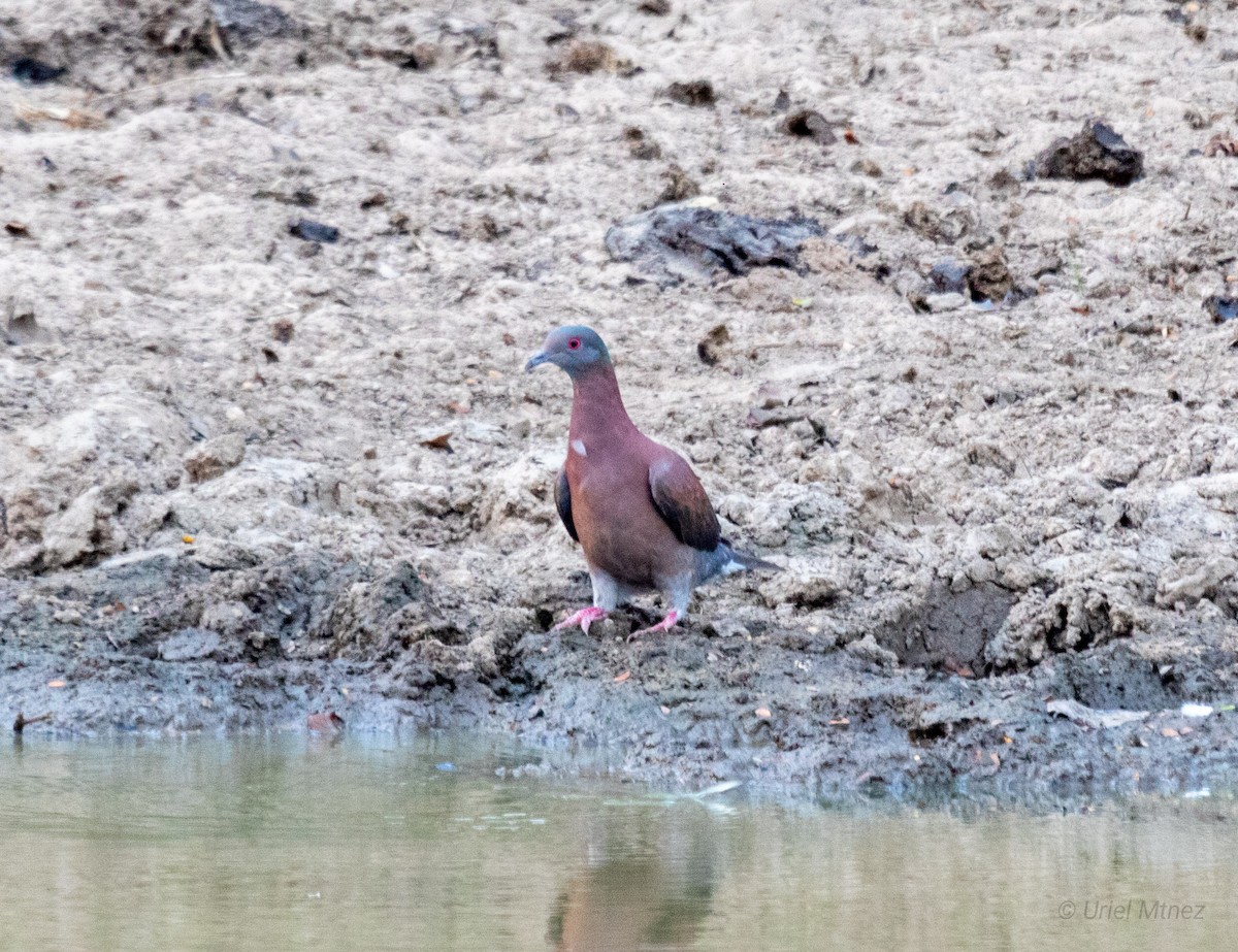 Pale-vented Pigeon - Uriel Mtnez