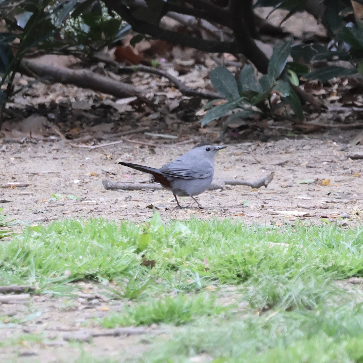 Gray Catbird - ML617874471