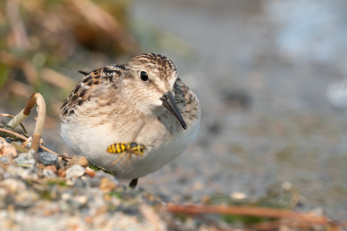 Least Sandpiper - ML617874474