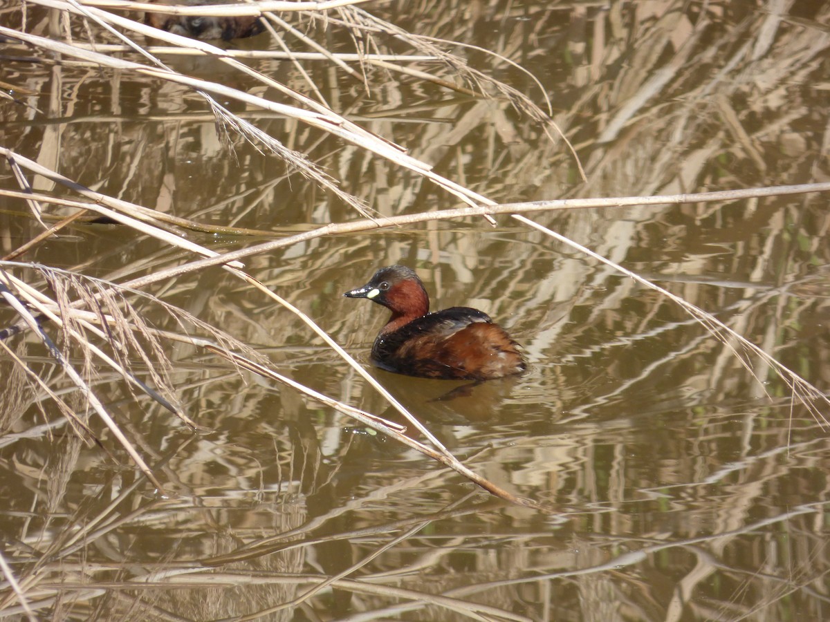 Little Grebe - ML617874480