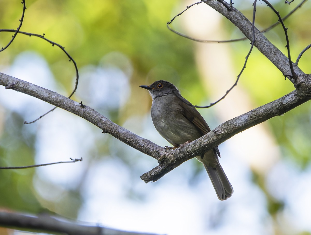 Spectacled Bulbul - Matthieu Chotard