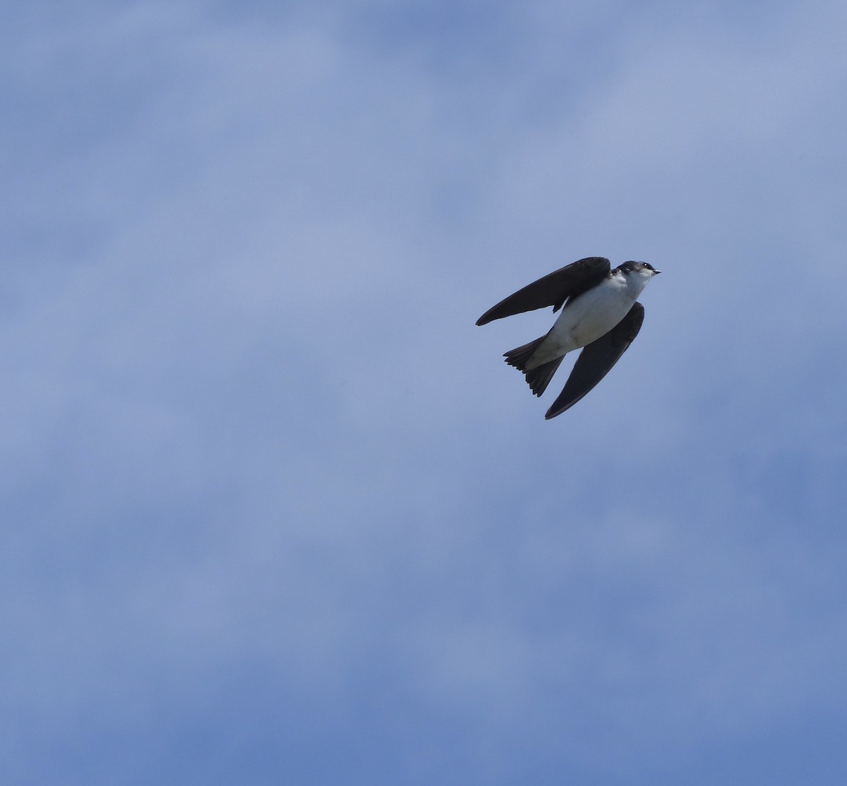 Tree Swallow - ML617874554