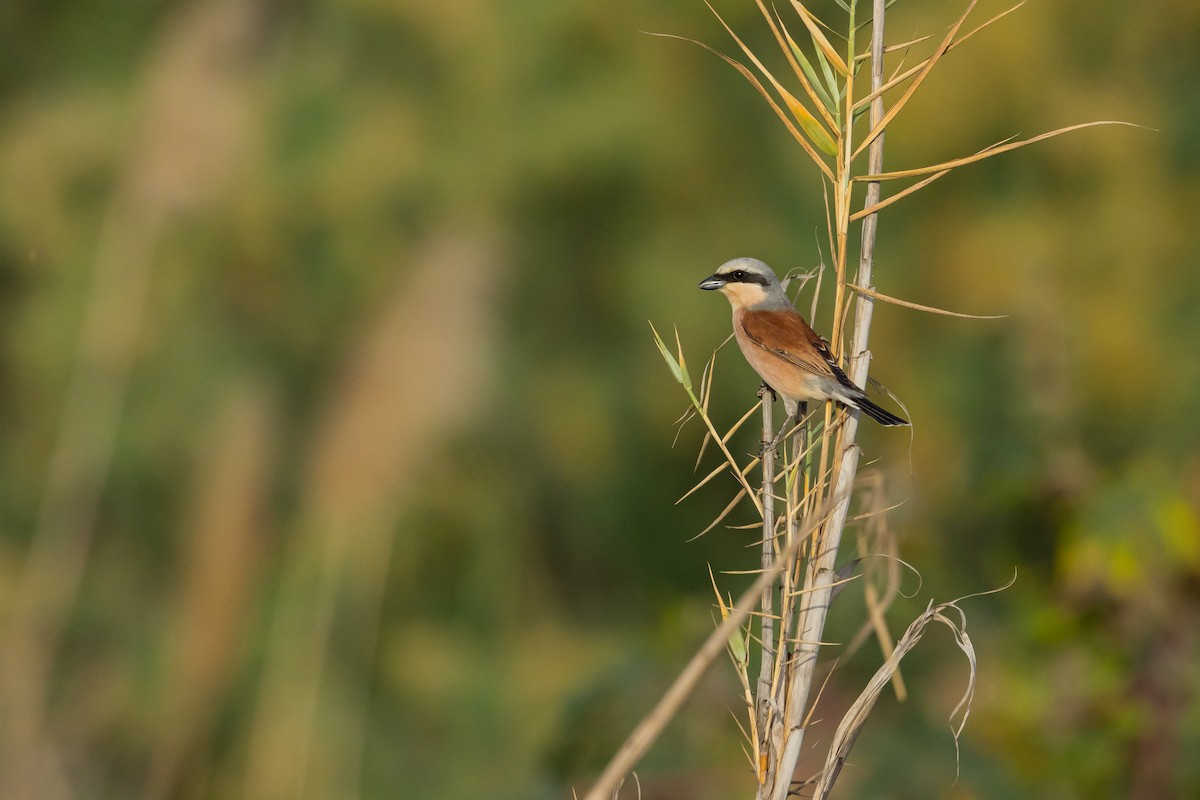 Red-backed Shrike - ML617874574