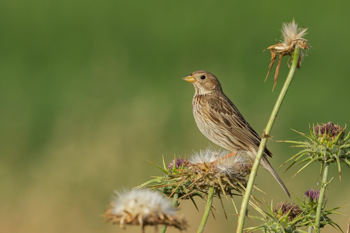 Corn Bunting - ML617874584