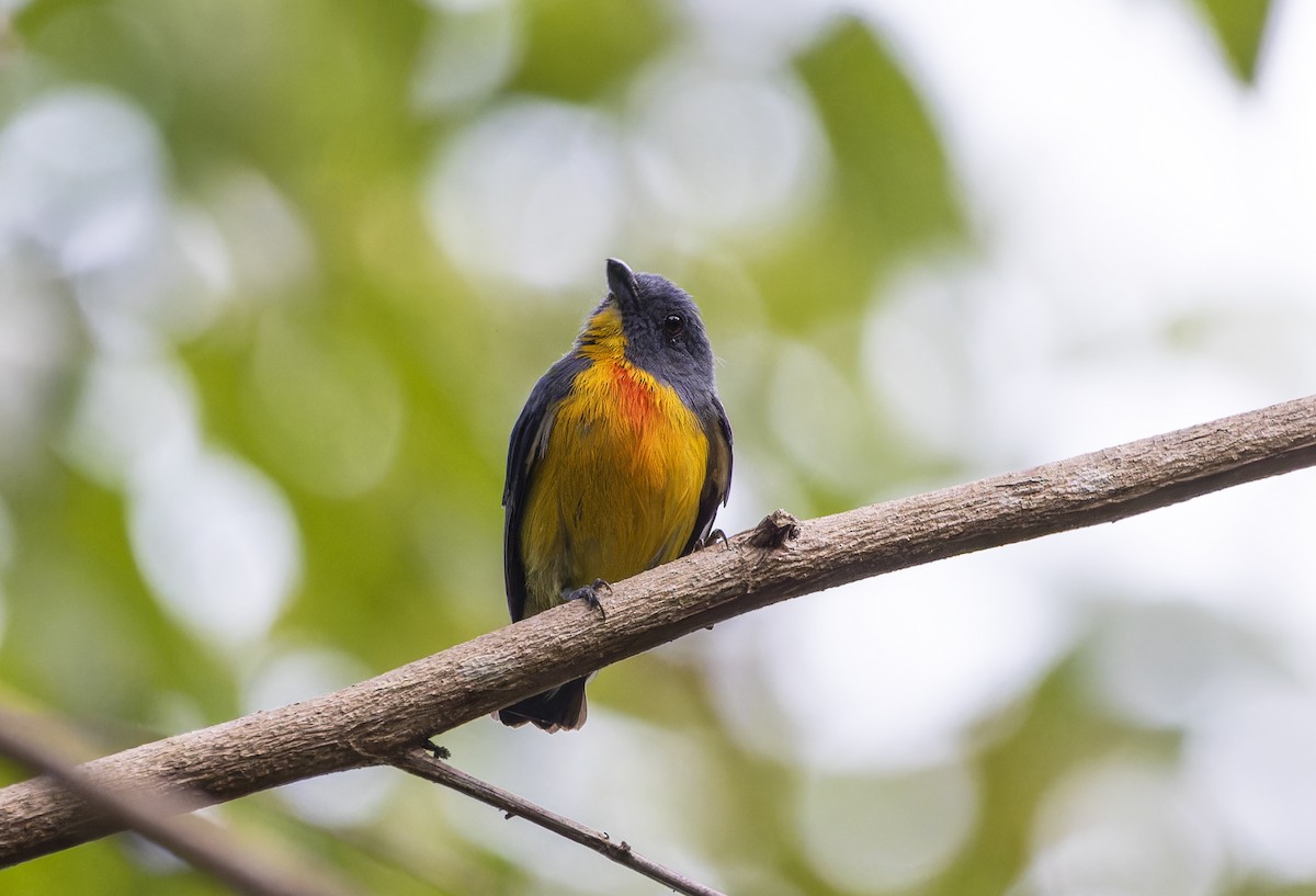 Yellow-rumped Flowerpecker - ML617874604