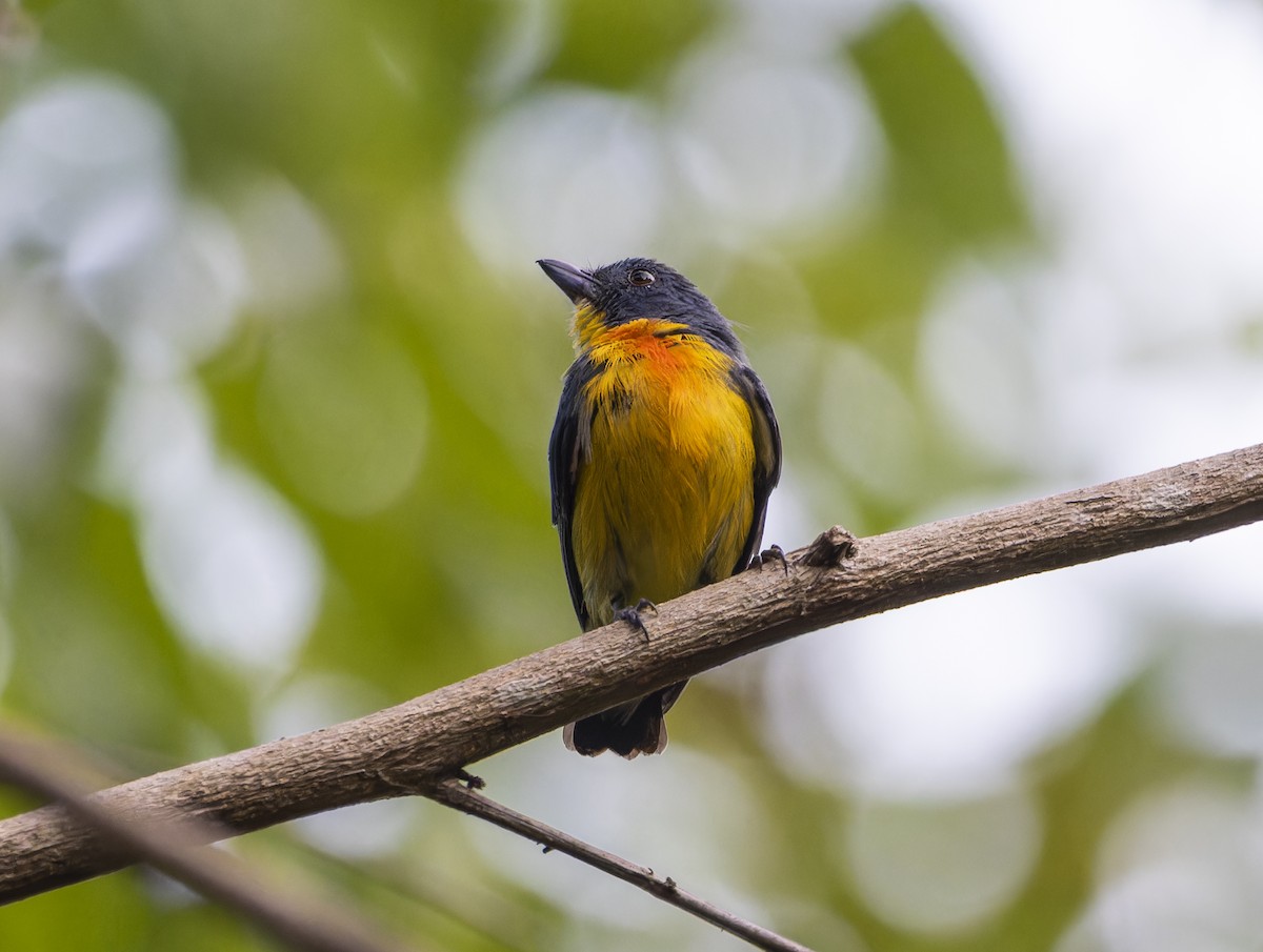 Yellow-rumped Flowerpecker - ML617874606