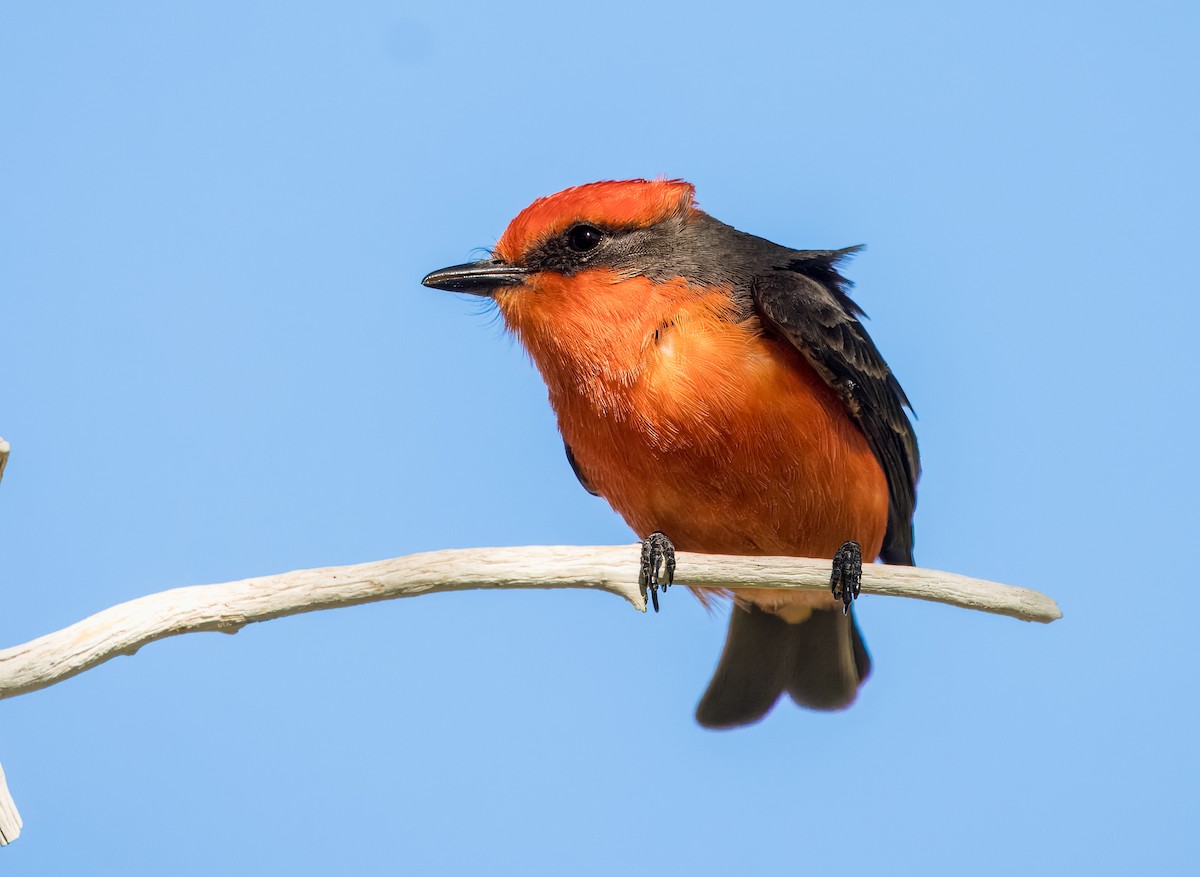 Vermilion Flycatcher - Daniel Ward