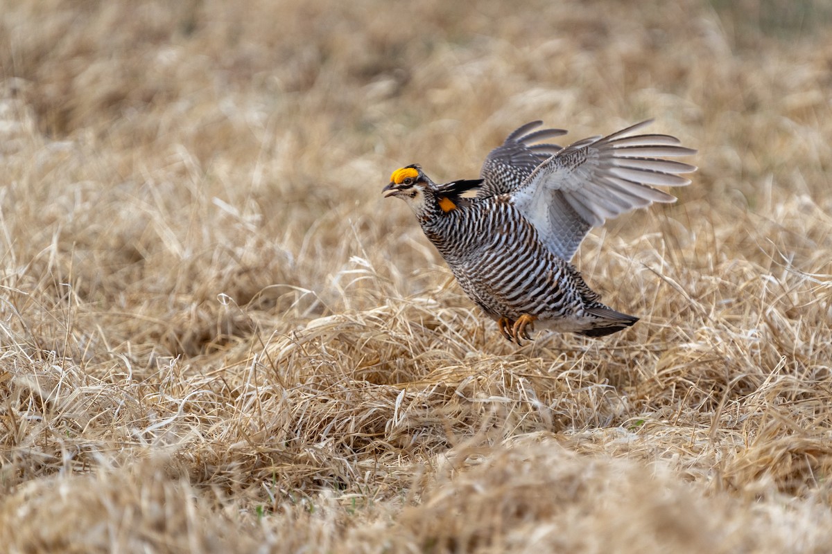 Greater Prairie-Chicken - ML617874615