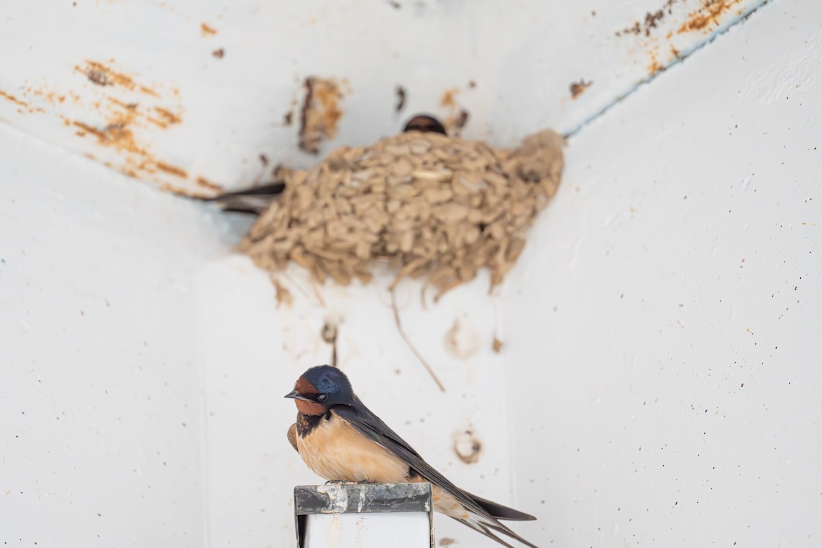 Barn Swallow - ML617874617