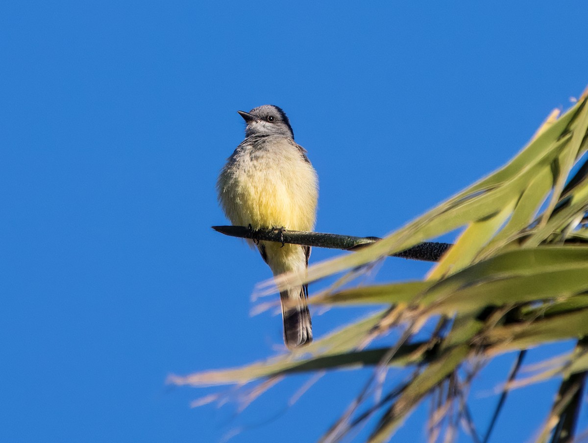 Cassin's Kingbird - Daniel Ward