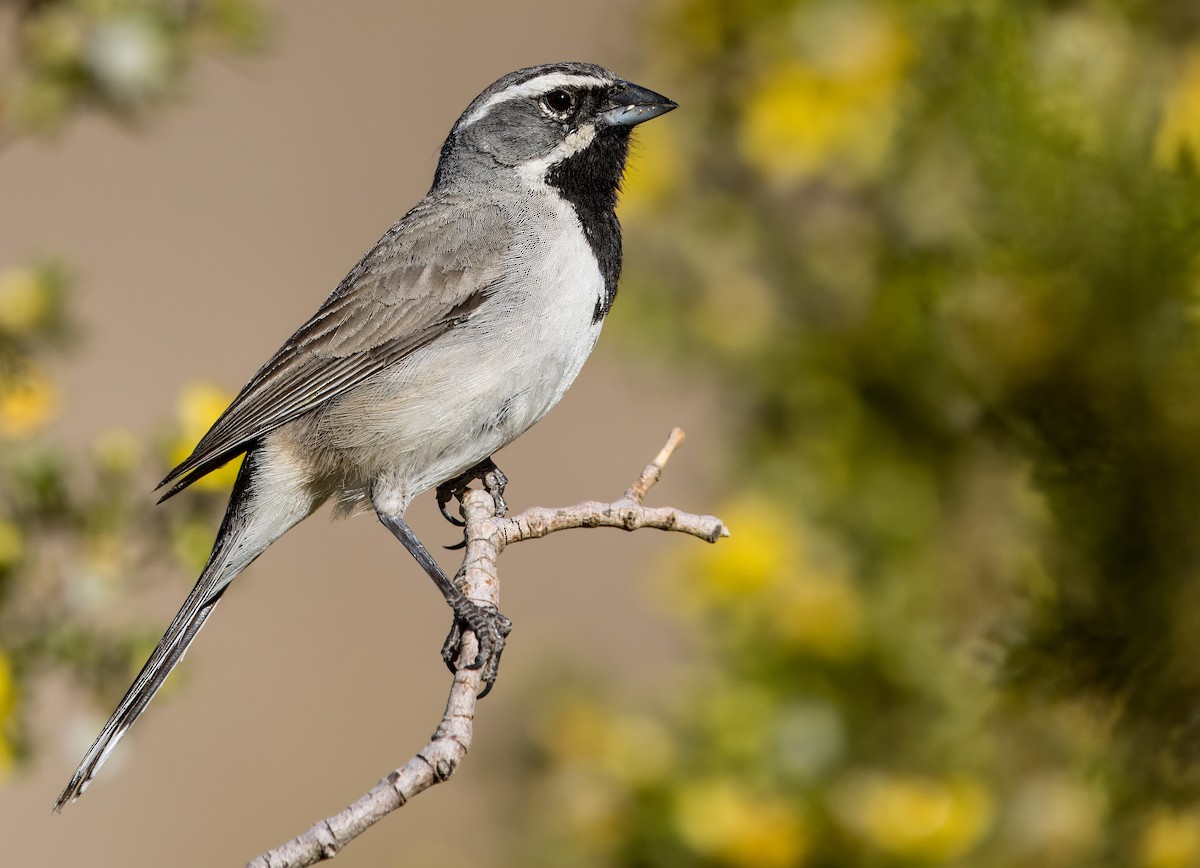 Black-throated Sparrow - ML617874652