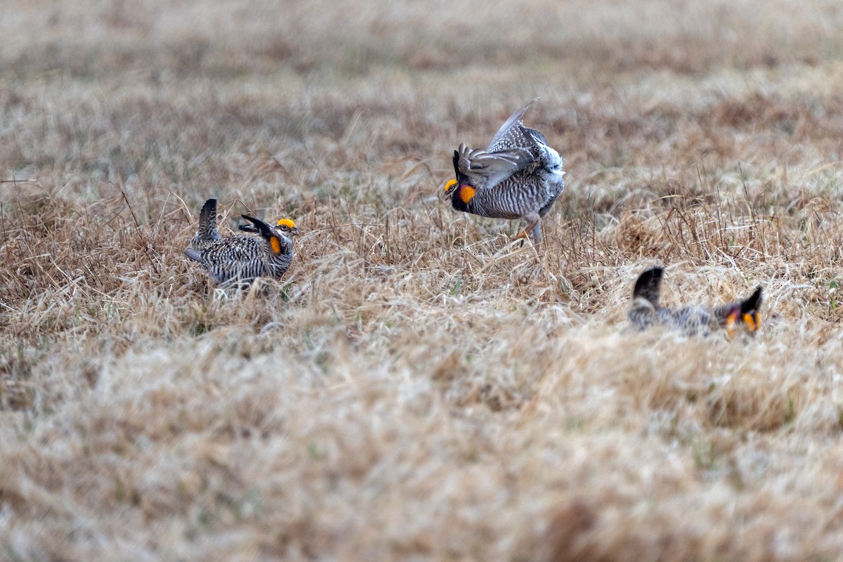 Tétras des prairies - ML617874654