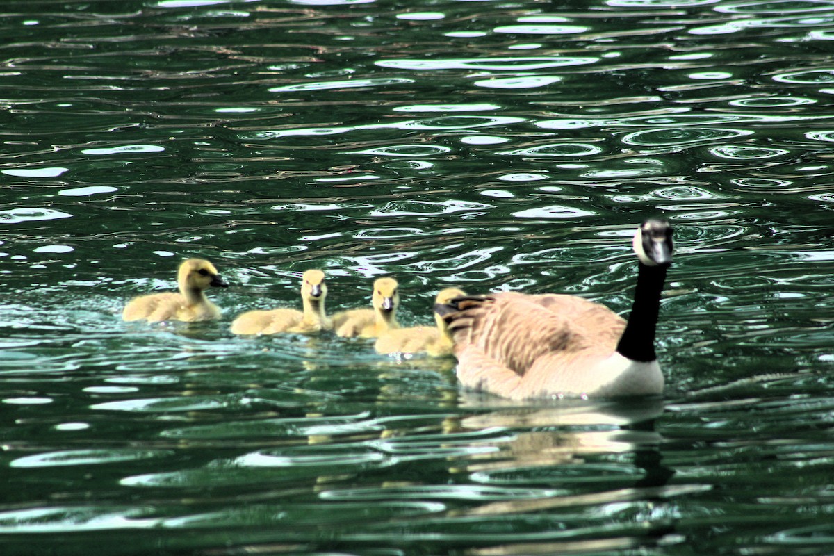 Canada Goose - ML617874666