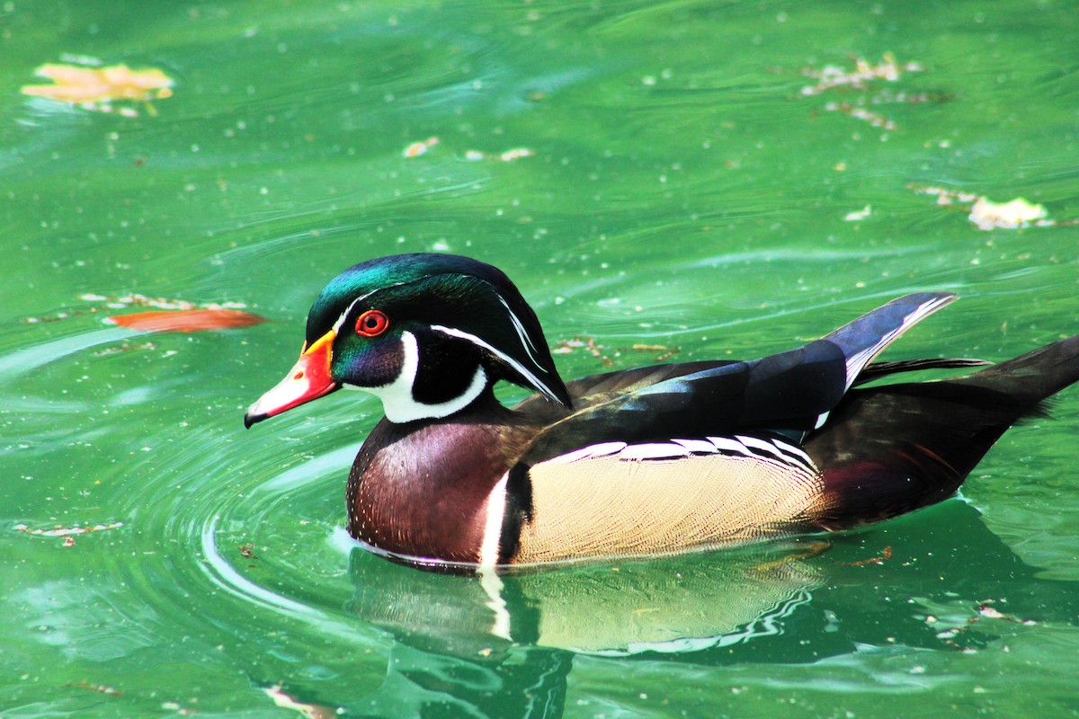 Wood Duck - ML617874679