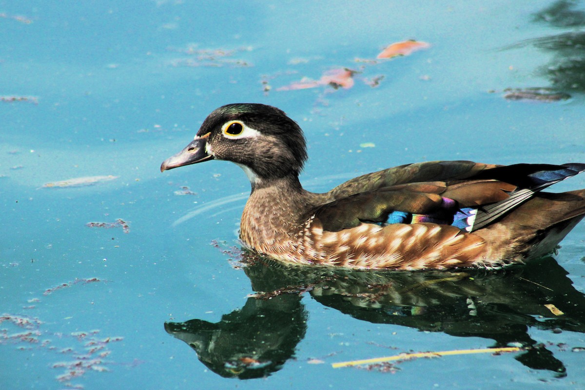 Wood Duck - ML617874689