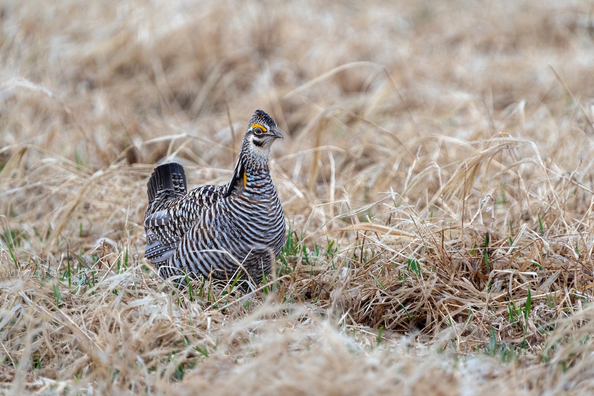 Greater Prairie-Chicken - ML617874695