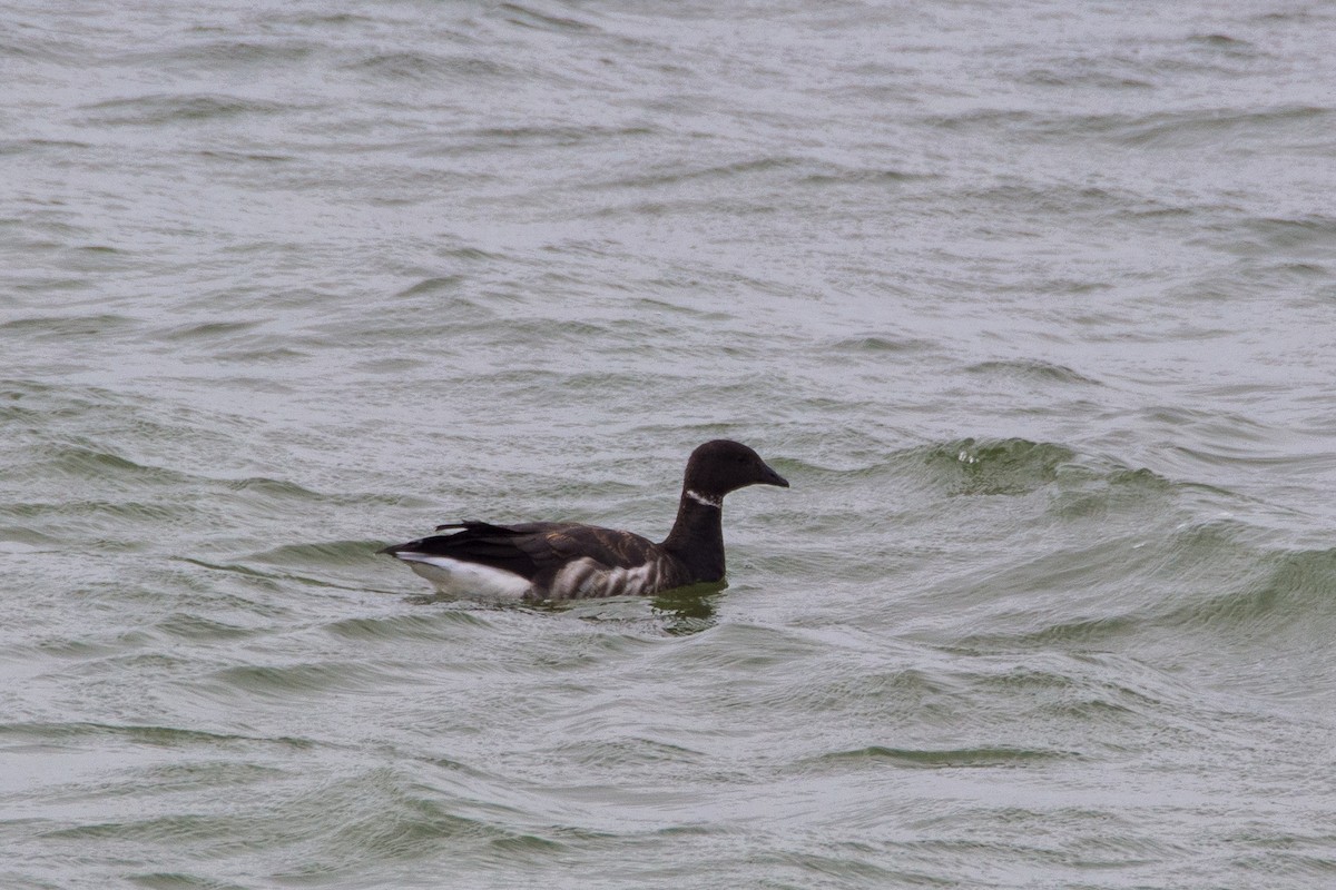 Brant - ML617874702