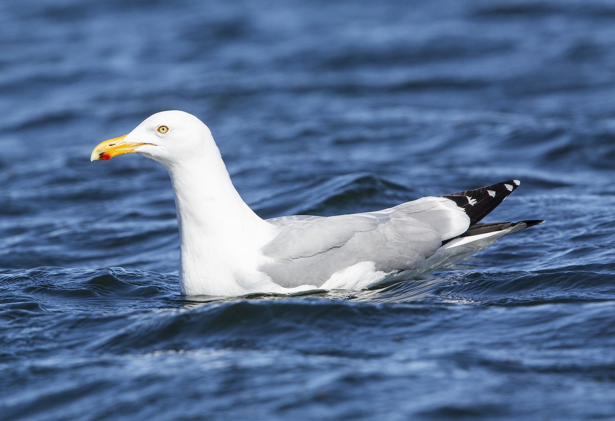 Great Black-backed Gull - ML617874713