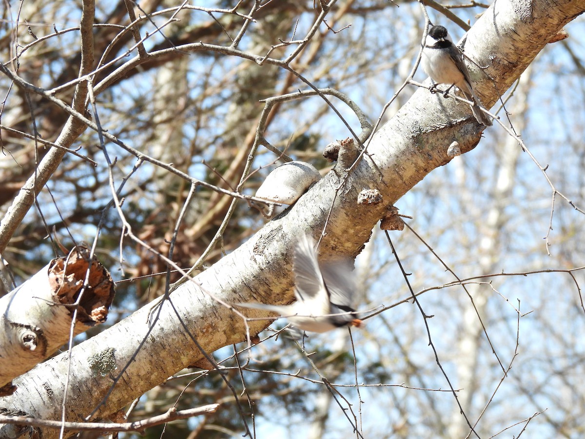 Black-capped Chickadee - ML617874734