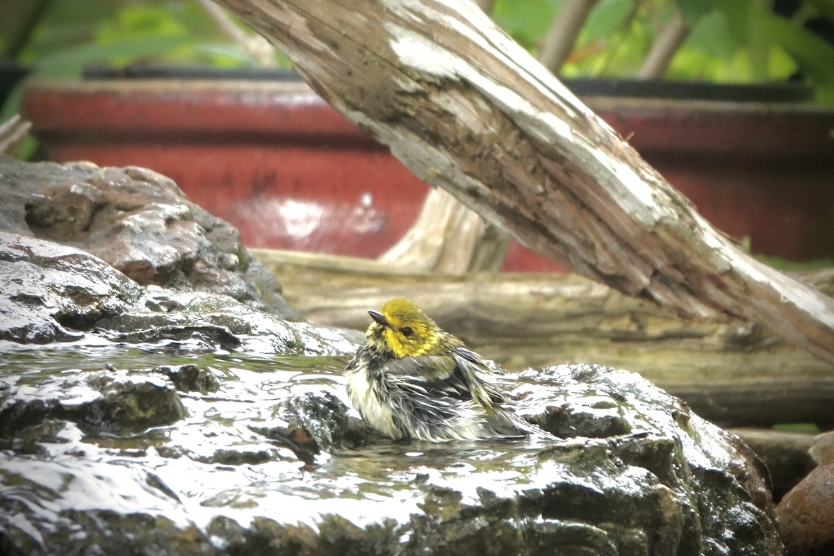 Black-throated Green Warbler - ML617874750