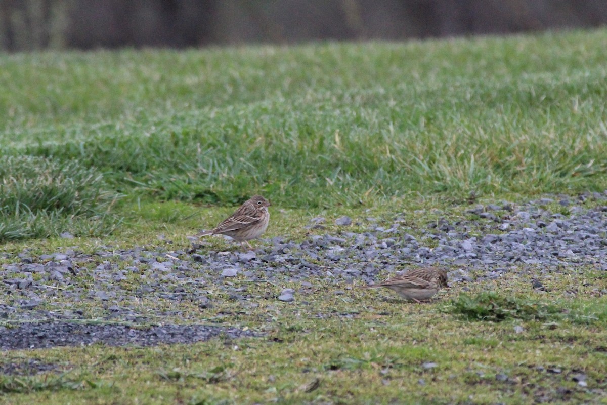 Vesper Sparrow - ML617874769