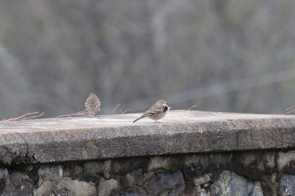 Vesper Sparrow - ML617874770