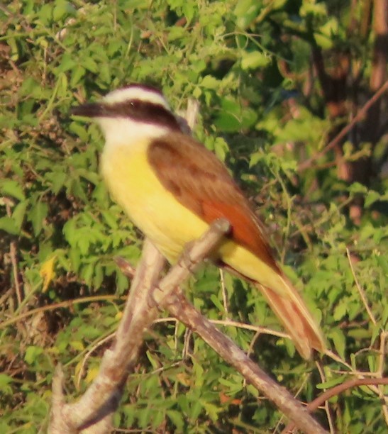 Great Kiskadee - ML617874774