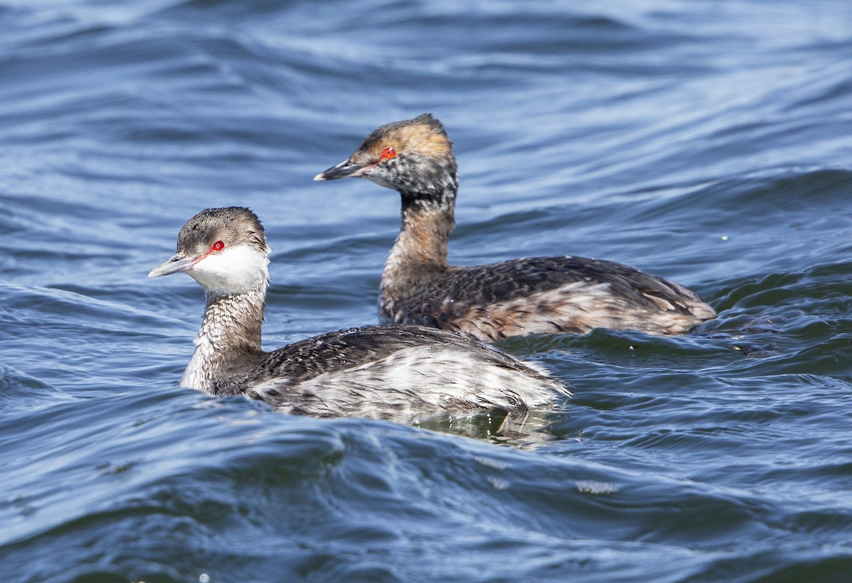 Horned Grebe - ML617874775