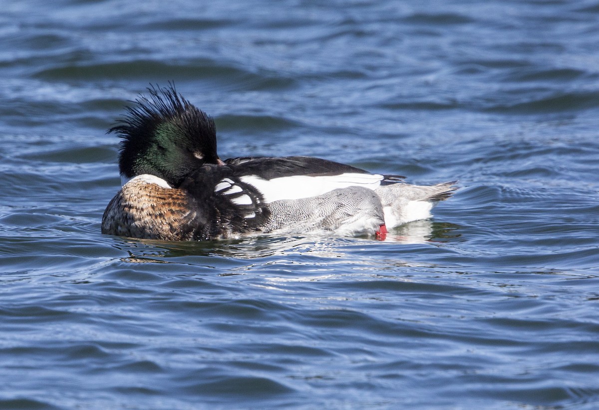 Red-breasted Merganser - ML617874789