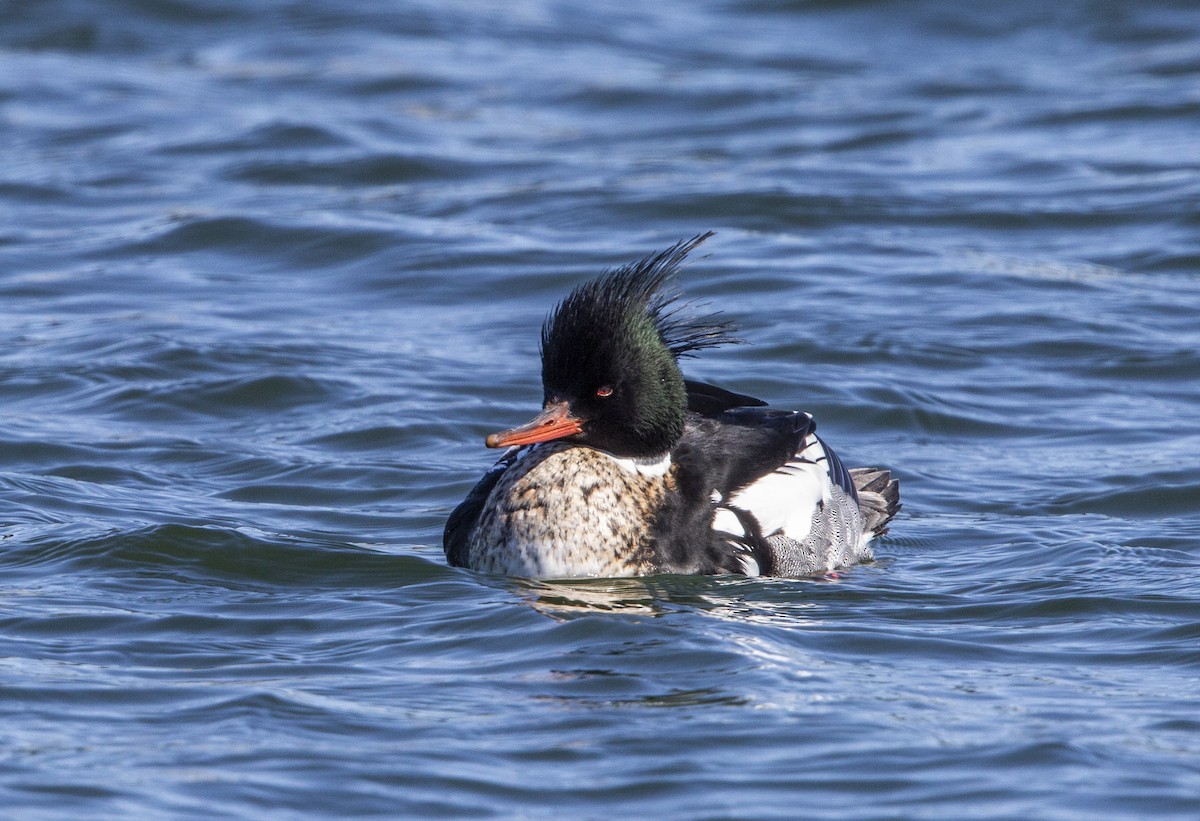 Red-breasted Merganser - ML617874795